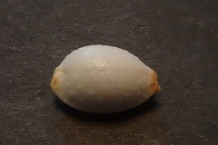 Staphylaea staphylaea