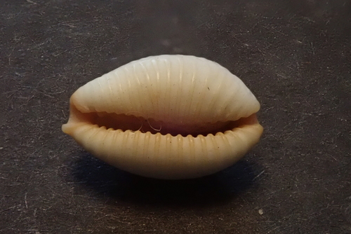 grape cowrie