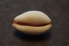 Staphylaea staphylaea