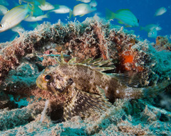 Dendrochirus barberi