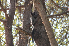 Callithrix penicillata