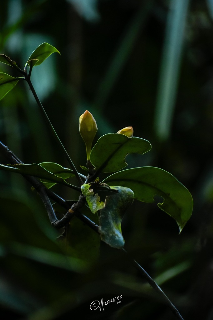 Fagraea splendens