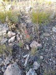 Castilleja integra