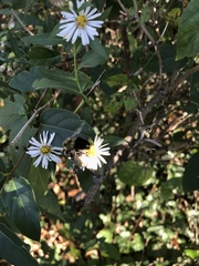 Bombus impatiens