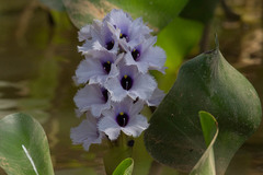 Pontederia azurea