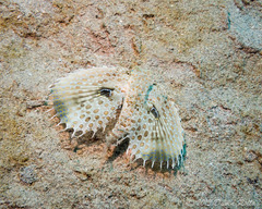 Dactyloptena orientalis