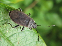 Pyrrhocoris sibiricus