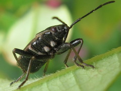 Pyrrhocoris sibiricus