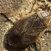 Japanese Giant Water Bug - Photo (c) onidiras-iNaturalist, some rights reserved (CC BY-NC), uploaded by onidiras-iNaturalist