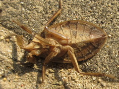 Appasus japonicus
