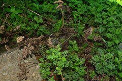 Achillea ligustica