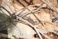 Sceloporus subniger