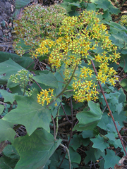 Roldana jurgensenii