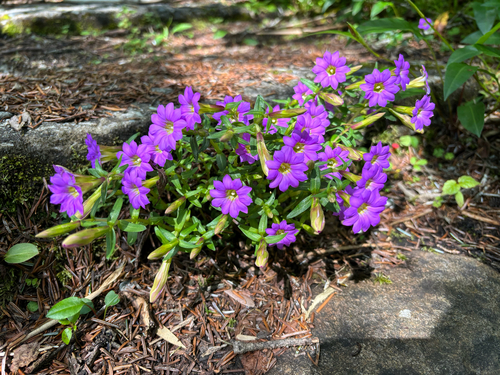 Gentiana rubicunda, 2025-07-23