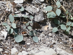 Hipparchia cypriensis