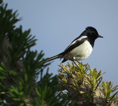 Copsychus albospecularis