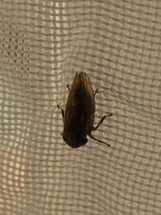 Anaceratagallia venosa