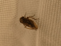 Anaceratagallia venosa