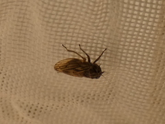 Anaceratagallia venosa