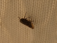 Anaceratagallia venosa