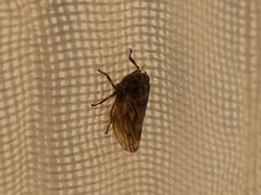 Anaceratagallia venosa