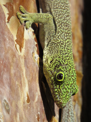 Phelsuma standingi