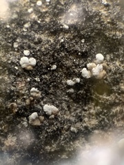 Acarospora moenium