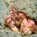 Jeweled Anemone Hermit Crab - Photo (c) 104623964081378888743, some rights reserved (CC BY-NC), uploaded by David R