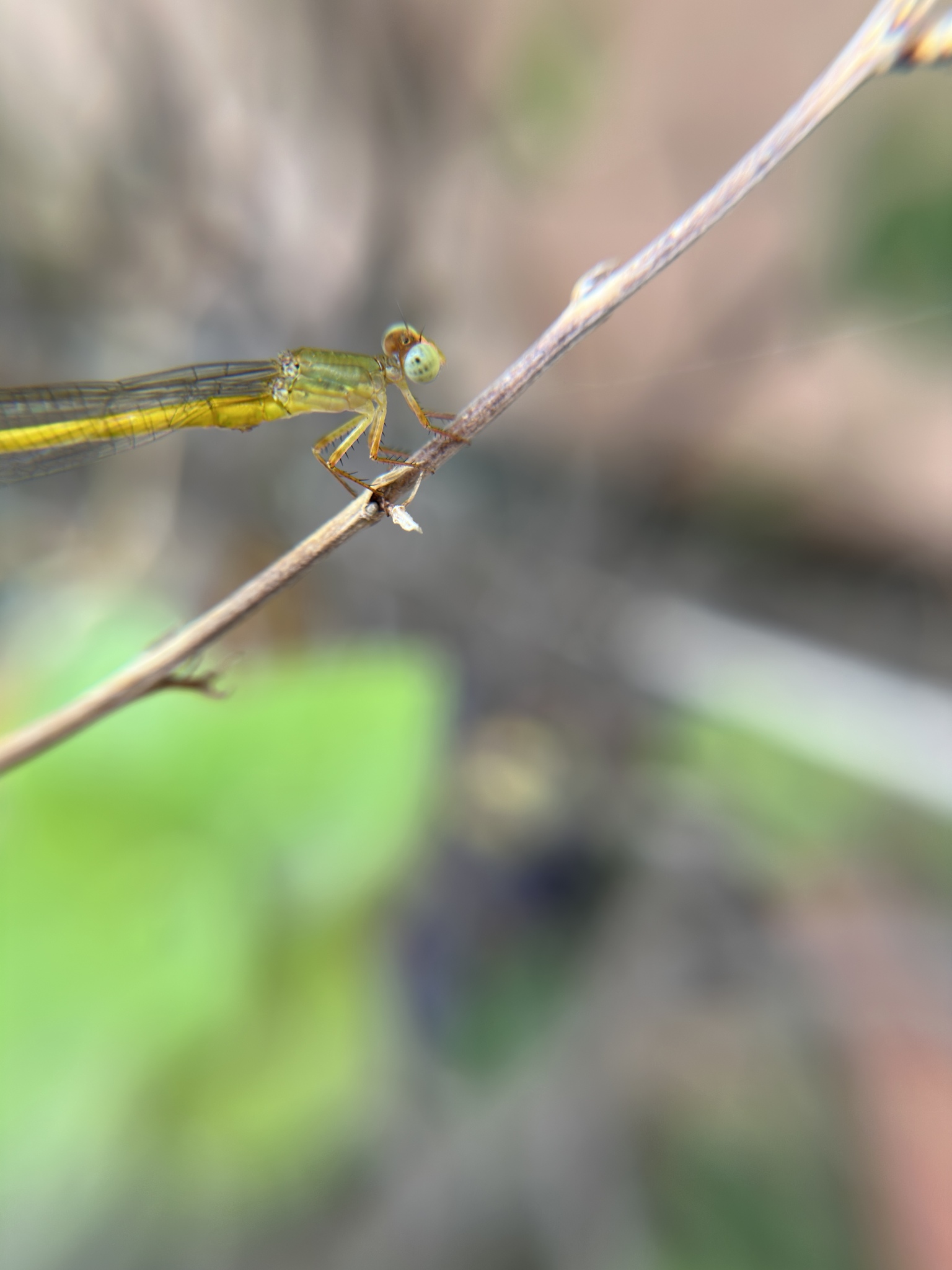 Coromandel Marsh Dart