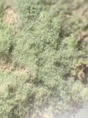 Botryolepraria lesdainii