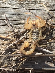 Paruroctonus maritimus