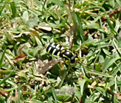 Xanthogramma citrofasciatum