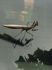Mantidae