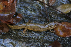 Desmognathus amphileucus