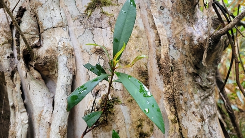 Tristaniopsis exiliflora observed 2025-07-23