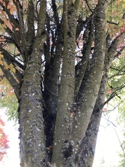 Zelkova serrata