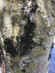 Zelkova serrata