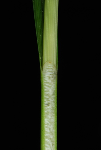 Image of Carex annectens by (c) Douglas Goldman, some rights reserved (CC BY-SA)