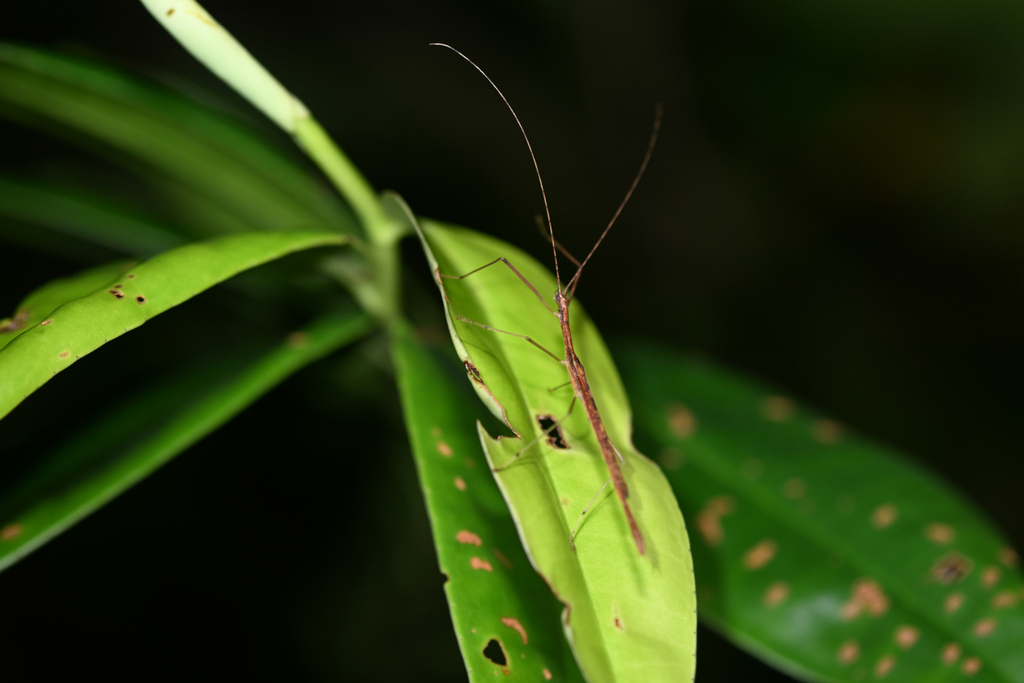 Agrostia cinerea