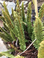 Polystichum lemmonii
