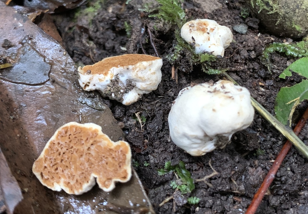 Cortinarius meletlac
