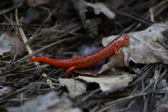 Pseudotriton ruber schencki