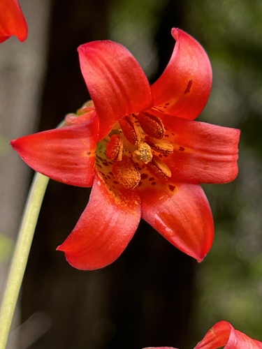 Lilium maritimum, photograph 2