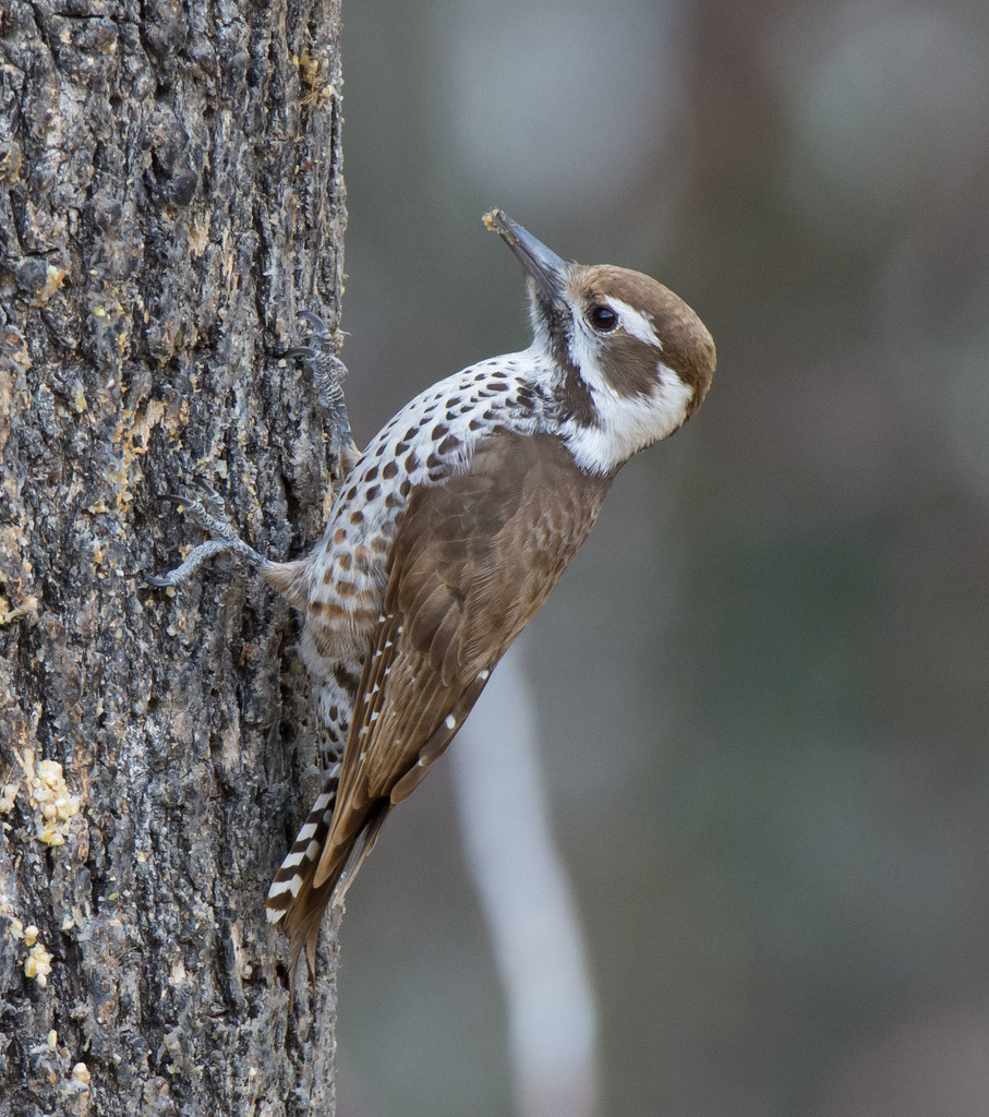 Arizona Woodpecker