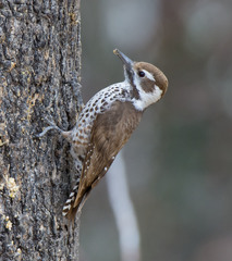 Arizona Woodpecker photo 1
