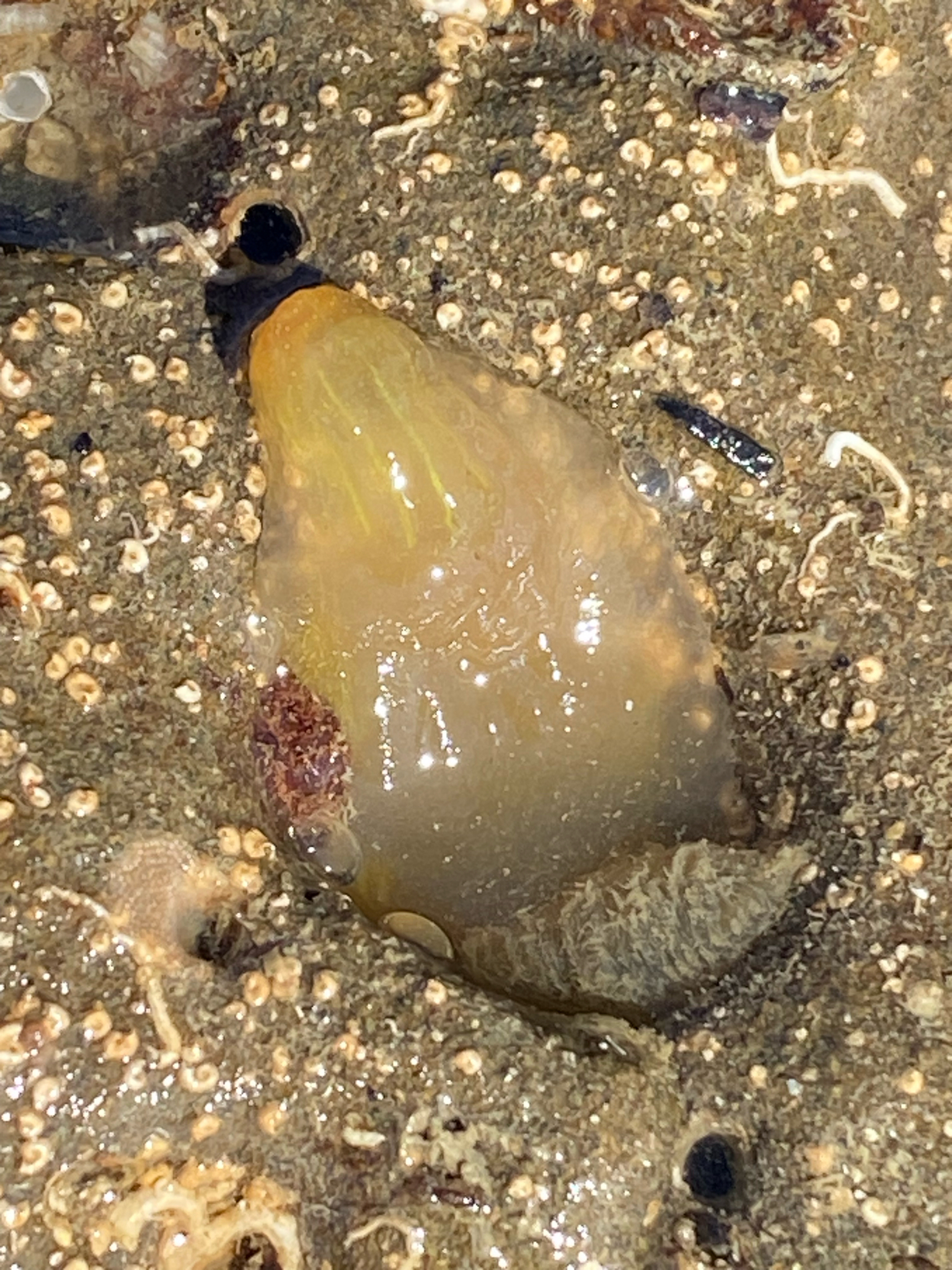 Ascidia latesiphonica Hartmeyer, 1922