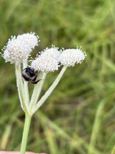 iNaturalist observation photo of Nearctic Bumble Bee