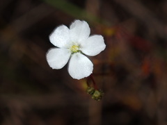 Drosera peltata