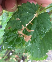 Cosmopterix zieglerella