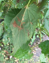 Cosmopterix zieglerella